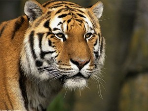 33-tiger